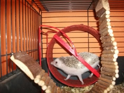 suni_jatek_037.jpg