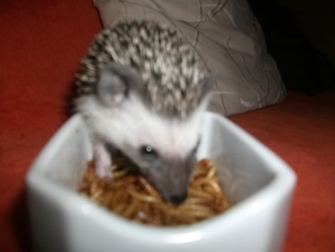 suni_jatek_132.jpg