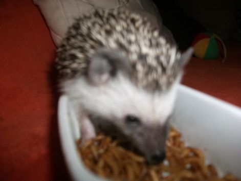 suni_jatek_134.jpg