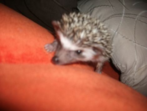 suni_jatek_147.jpg
